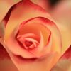 バレンタインのメッセージを花で伝える：バラの色別の意味